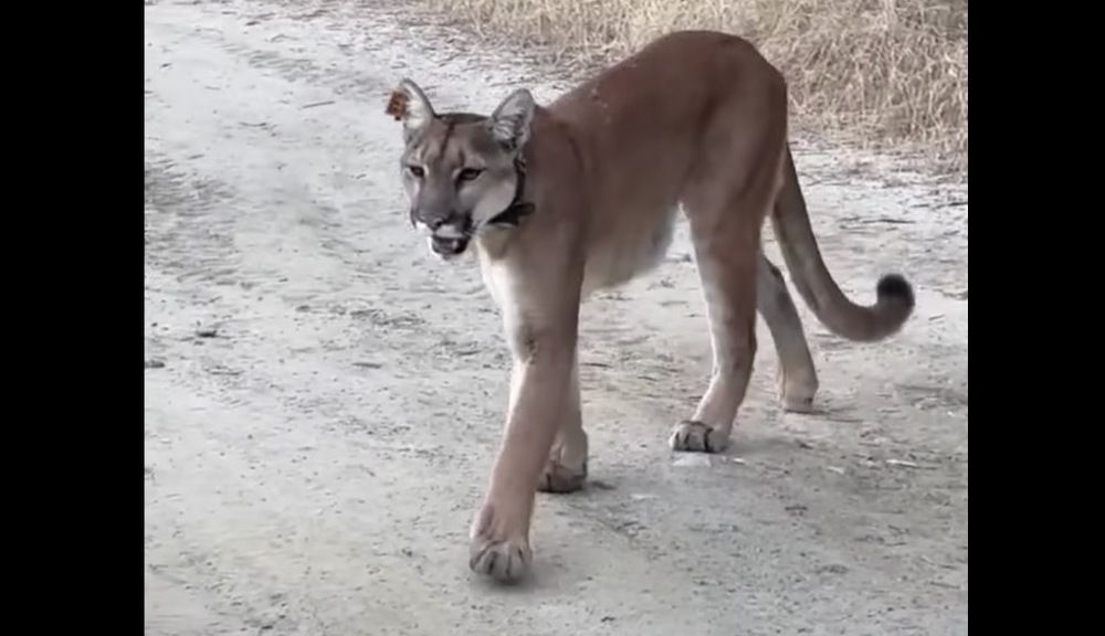 Man calmly videos cougar walking past him; ‘I had bear spray ready’