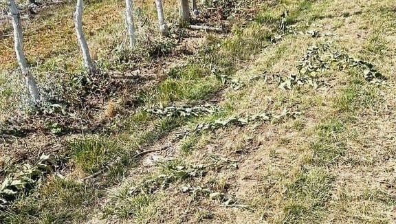 Des milliers de pommiers arrachés dans le Tarn, des militants écologistes dans le viseur du propriétaire