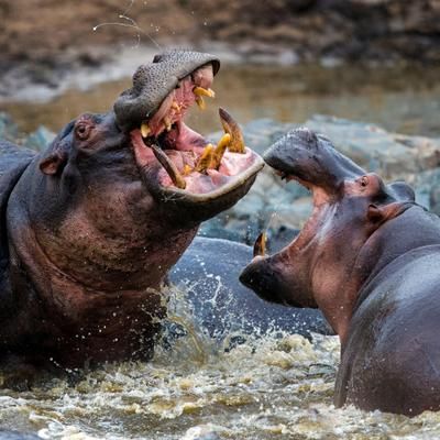 Ce violent combat entre deux hippopotames fait une victime collatérale