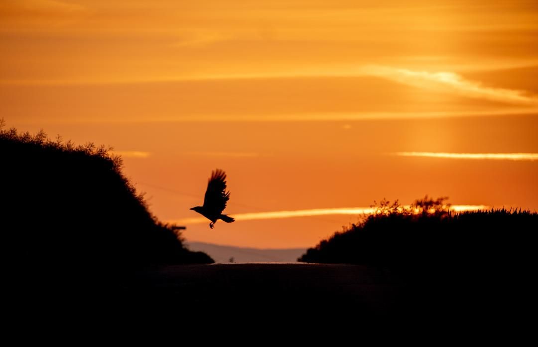 Crow and Magpie Nests Show the 'Birds Are Outsmarting Us'