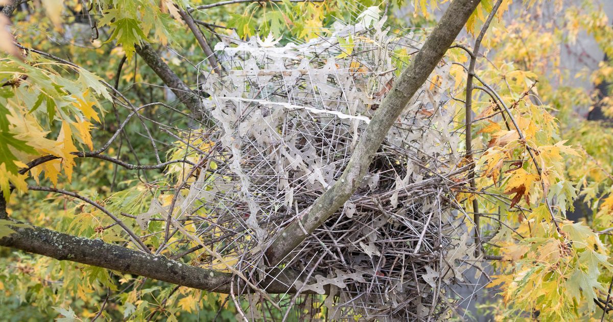 Crows And Magpies Build Nests Out Of Anti-Bird Spikes