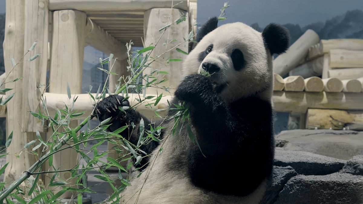 Live updates: Giant pandas arrive at National Zoo in DC