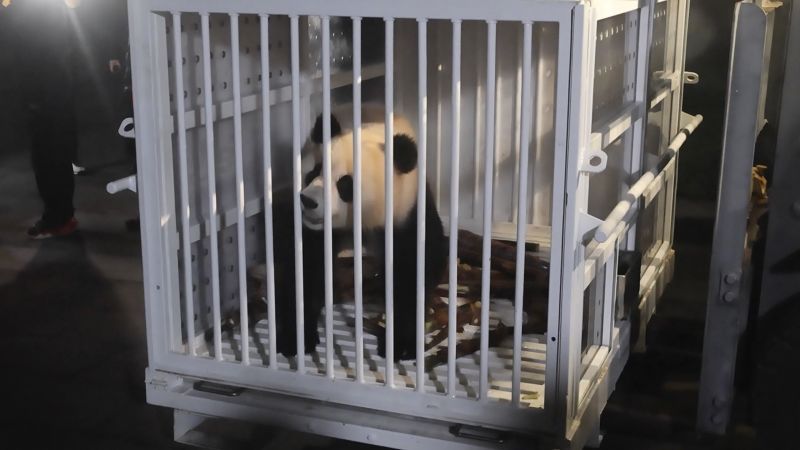 Giant pandas from China arrive in US on loan to National Zoo