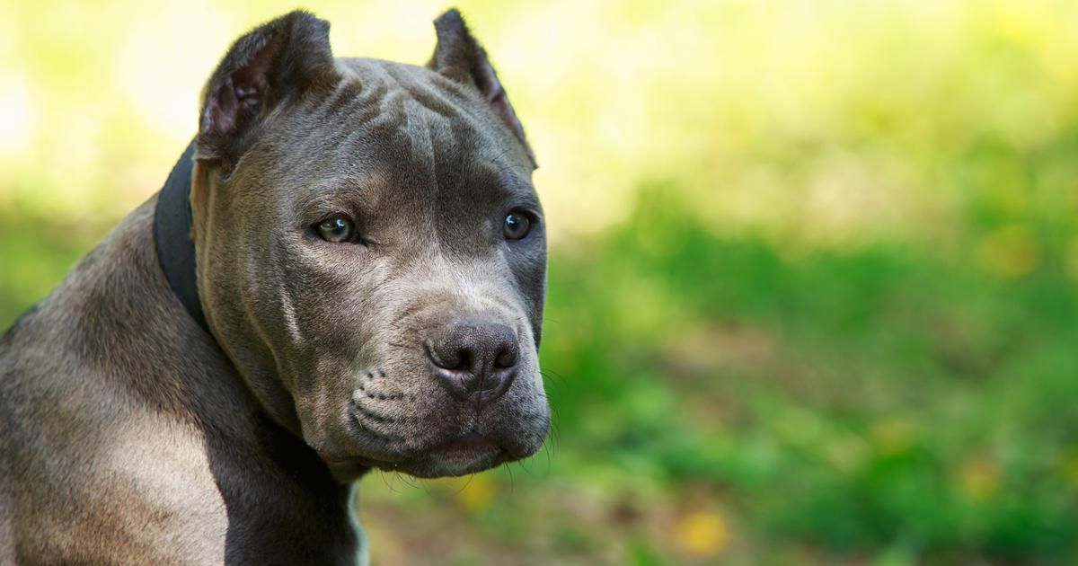 Italie : un pitbull mord une petite fille de neuf mois et la tue