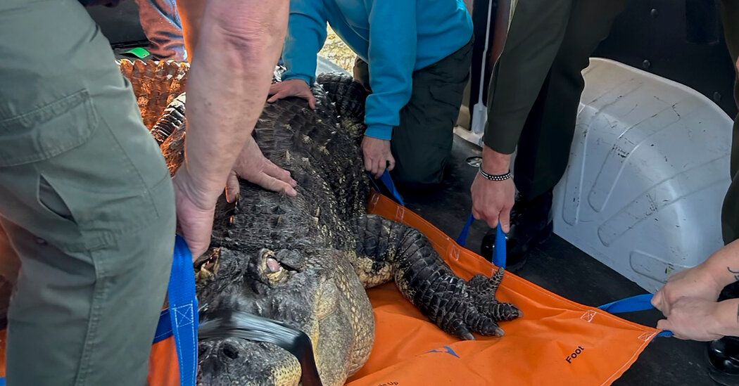 750-Pound Alligator Seized From Hamburg, N.Y., Home