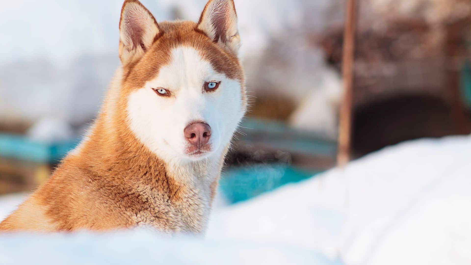 7 races de chiens au caractère bien trempé et indomptable