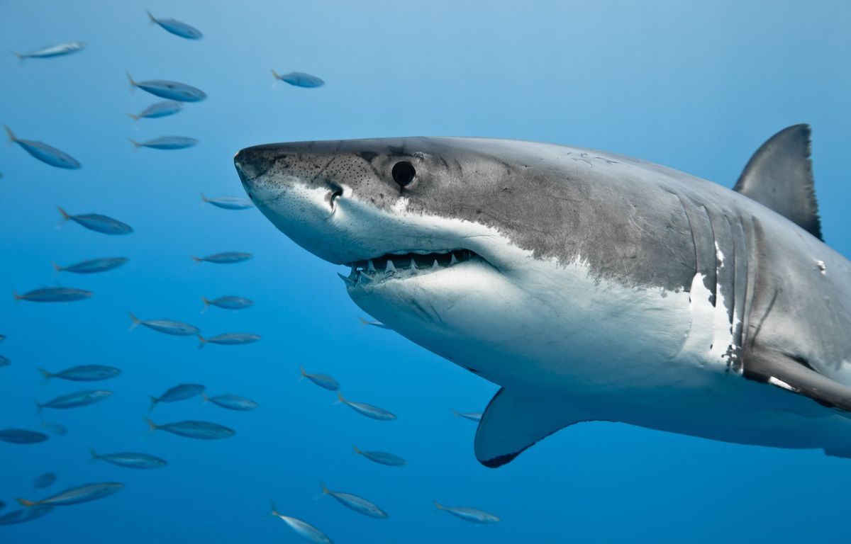 Des images impressionnantes d'un requin attaquant un pêcheur sur un kayak