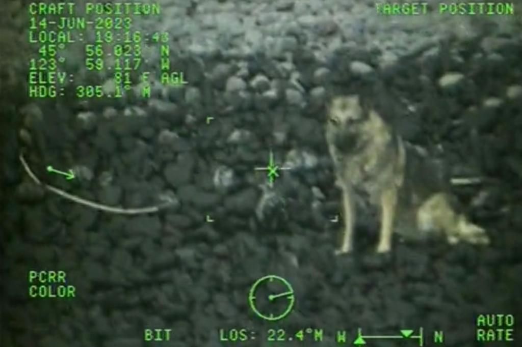 Coast Guard aircrew rescues dog that fell over 300-foot cliff