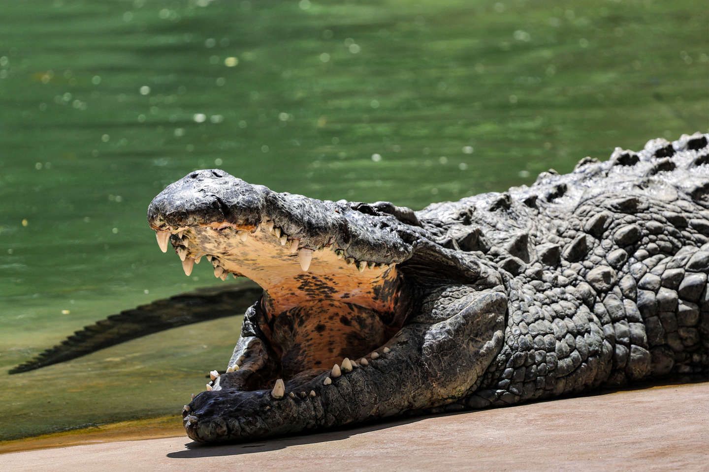 La Namibie va vendre une quarantaine de crocodiles après des attaques sur des humains