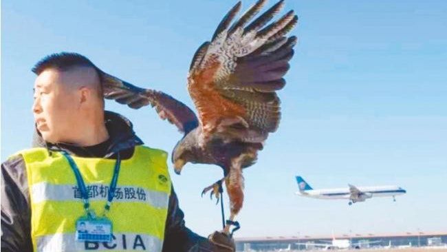 史上最難畢業季爭飯碗 內地名校大學生搶當機場驅鳥師、入殮師