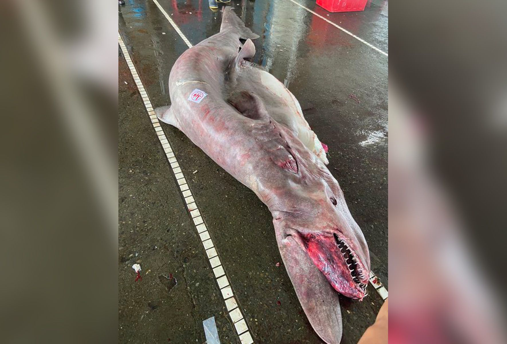 'Living Fossil' Deep-Sea Shark Pregnant With Six Pups Pulled From Ocean