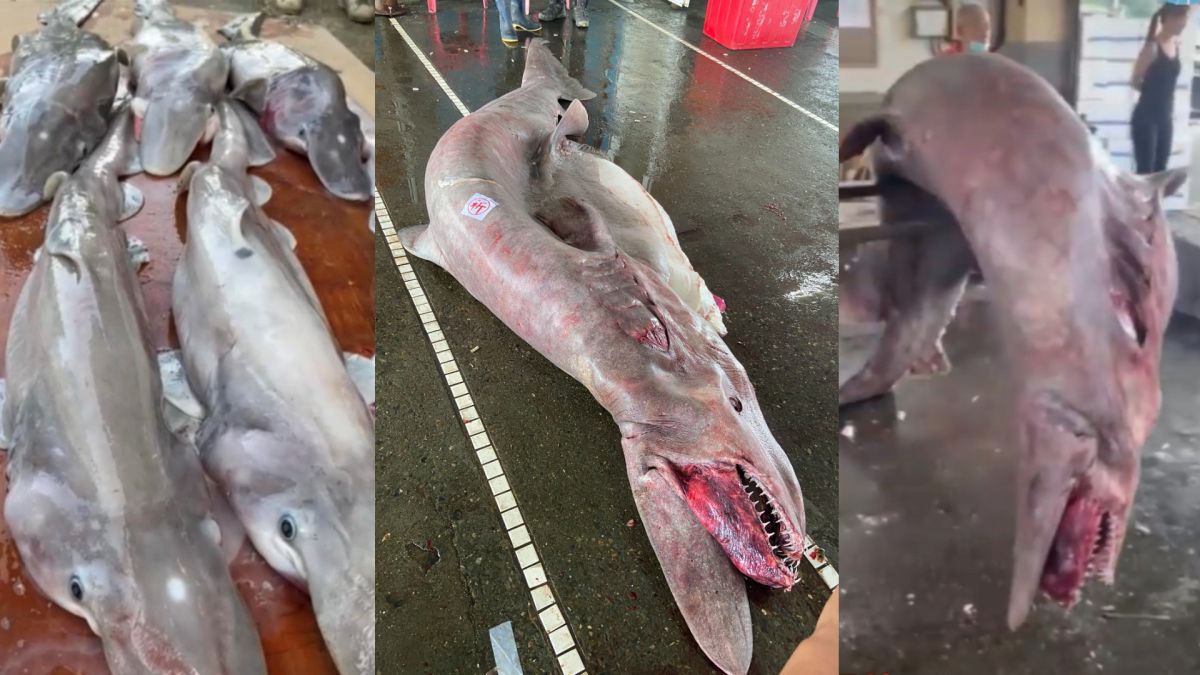 Rare 1,760-pound goblin shark pregnant with 6 pups trawled up from Taiwan waters