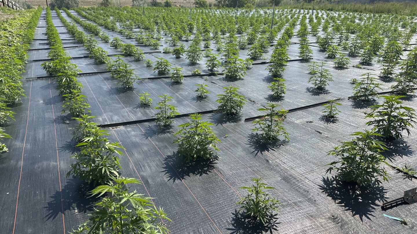 Washington's legal pot farms get back to work after pesticide concerns halted operations