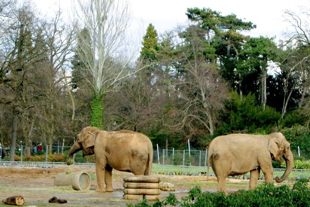 Baby, la dernière éléphante du parc de la Tête d'Or, est morte