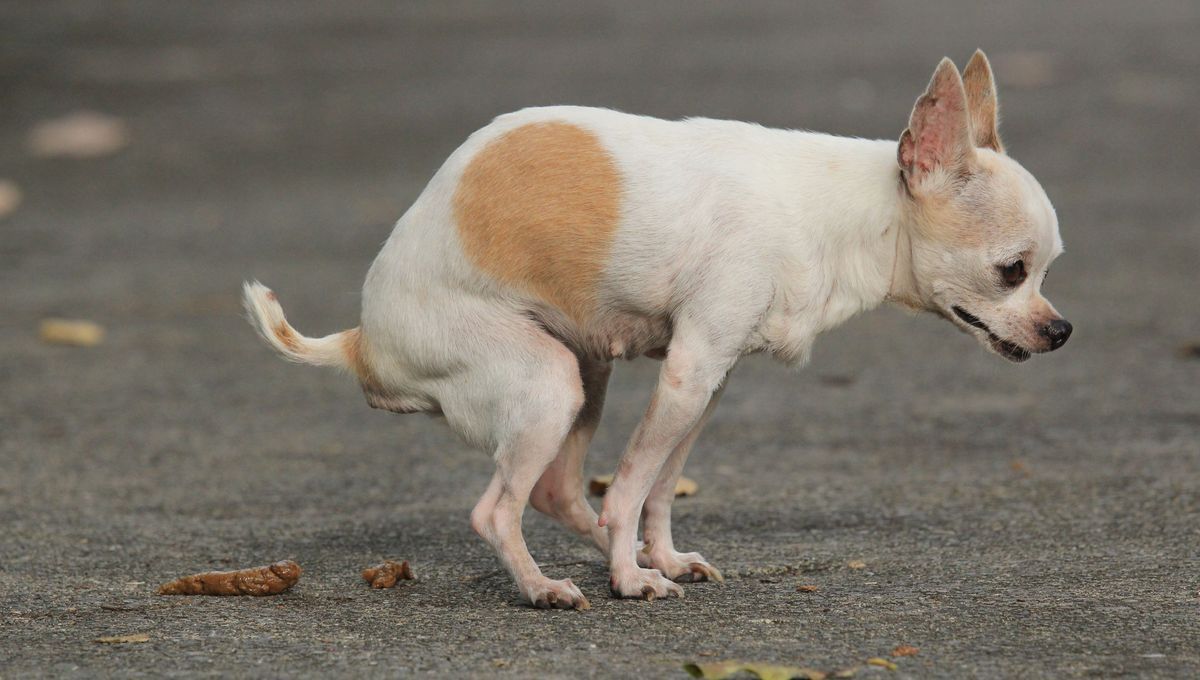 EXCLU : l’ADN canin désormais utilisé à Béziers pour lutter contre les crottes de chien