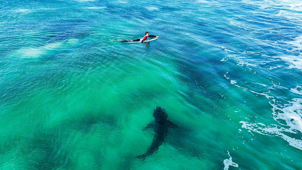 Un grand requin blanc passe voir les pros à Jeffrey's Bay