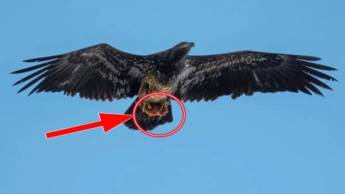 Il prend en photo un aigle et est sidéré par ce qu'il voit dans ses serres