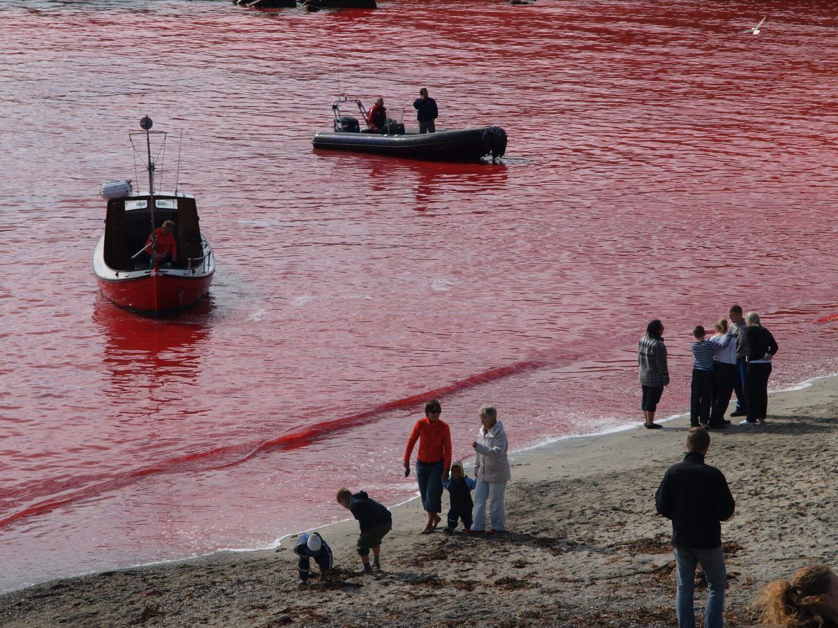 Cruise line apologies after dozens of whales slaughtered in front of passengers