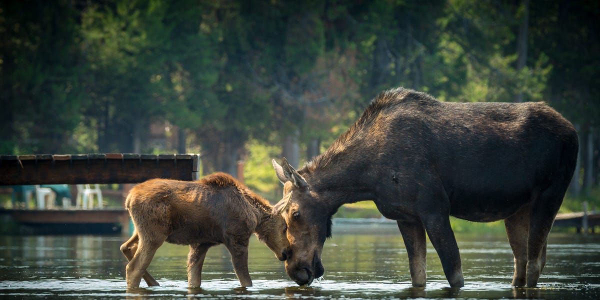 Oil Worker Says He Was Fired for Saving Baby Moose From Hungry Bear: Report