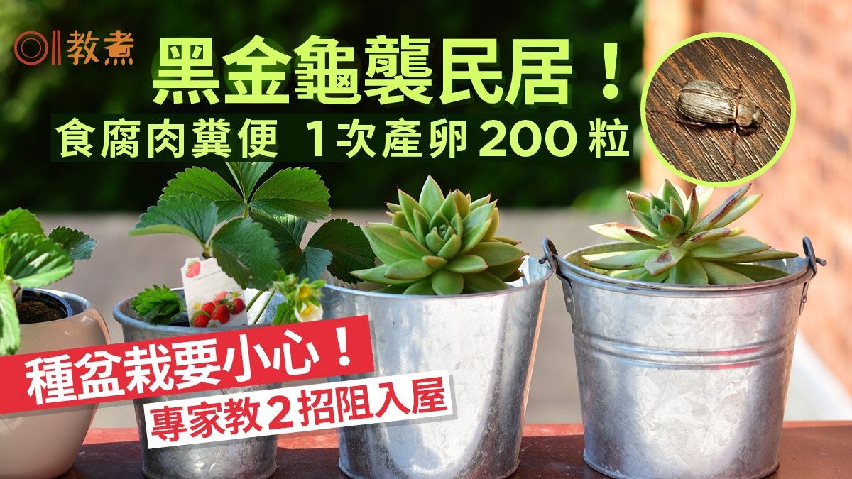 廚房滅蟲｜黑金龜襲民居！產卵達200粒食腐肉糞便專家教2招阻入屋