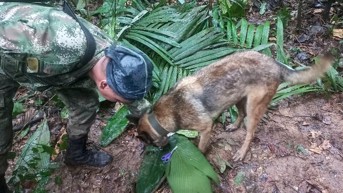 Colombie : les quatre enfants perdus seuls dans la jungle retrouvés vivants