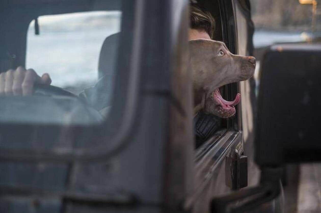 Ivre, il échange sa place avec son chien pour tenter d’échapper à un contrôle de police