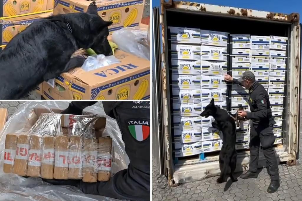 Italian dog sniffs out 3 tons of cocaine in banana shipment