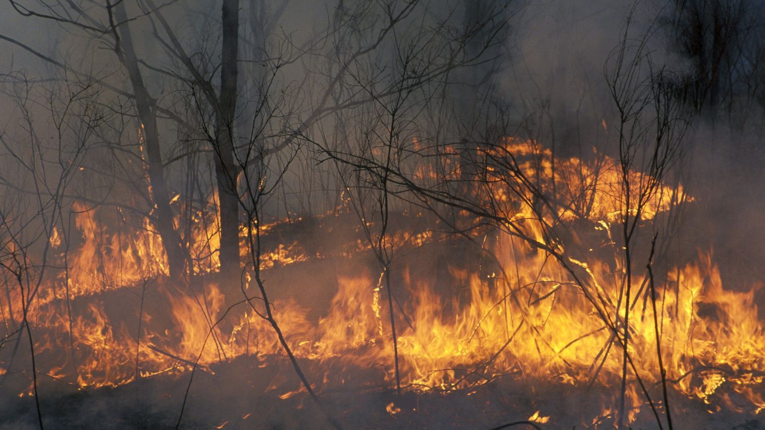 En Russie, d'importants feux de forêts et peu de moyens pour les combattre, notamment en raison de la guerre en Ukraine