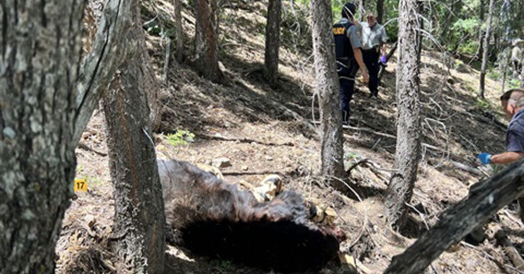 Black Bear Kills Arizona Man in ‘Highly Uncommon’ Attack