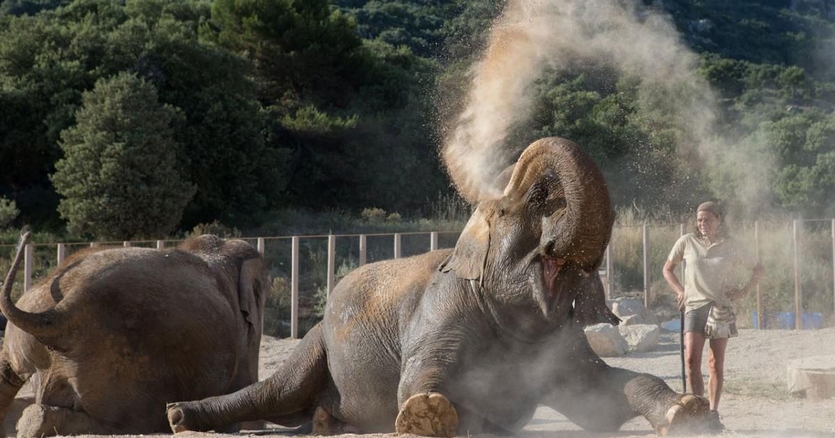 Ancienne pensionnaire du zoo de Lyon, Baby, l'éléphante sauvée par Caroline de Monaco, est morte