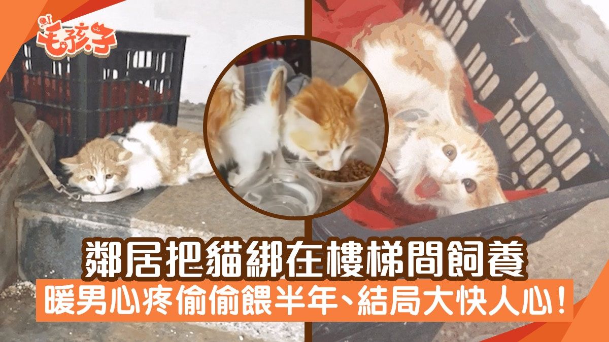 鄰居把貓綁在樓梯間飼養 暖男心疼偷偷餵半年 最後結局大快人心