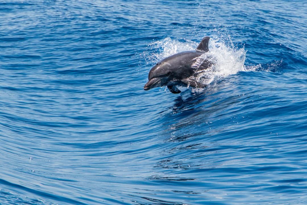 4 People Attacked by Dolphins on Japan Beach