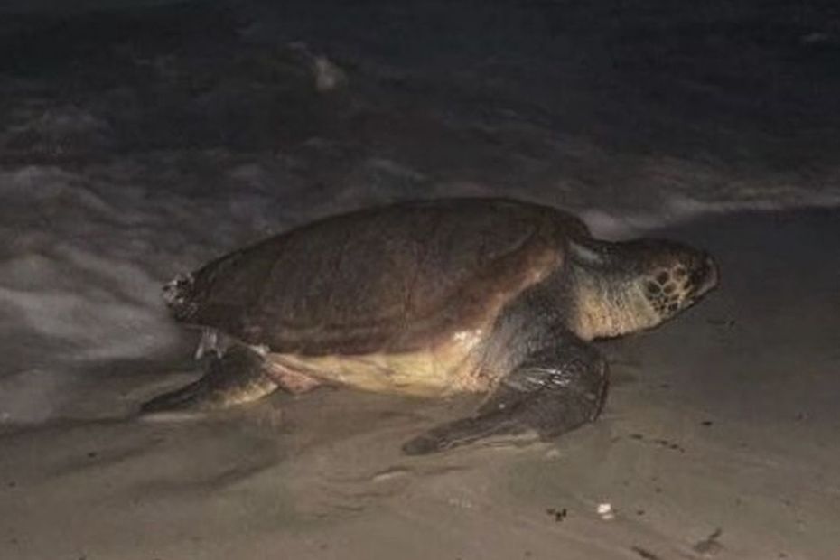 "Un phénomène hors norme" : six questions sur ces tortues de mer qui viennent pondre leurs œufs sur les plages du sud-est de la France