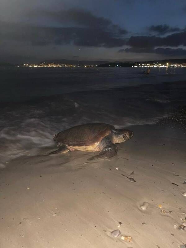 Une tortue de mer a pondu sur la plage des Lecques à Saint-Cyr