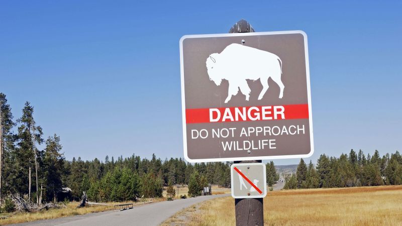 Bison attack: Woman seriously injured in Yellowstone National Park