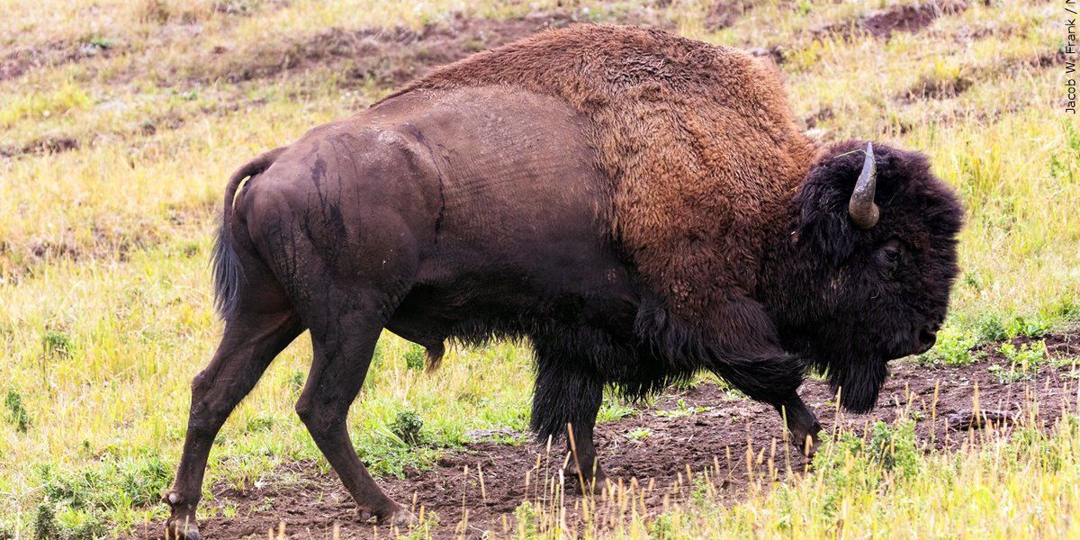 Phoenix woman hospitalized after bison attack at Yellowstone National Park