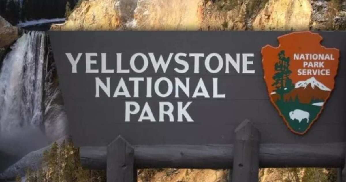 Woman gored by bison in Yellowstone National Park