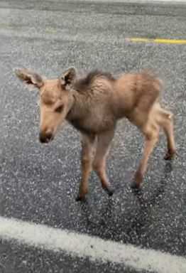 Guy Saves Baby Moose, Gets Fired