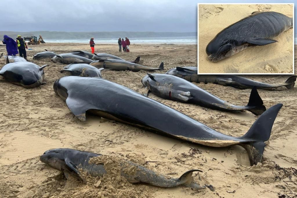 Over 50 pilot whales die in mass stranding on Scottish beach