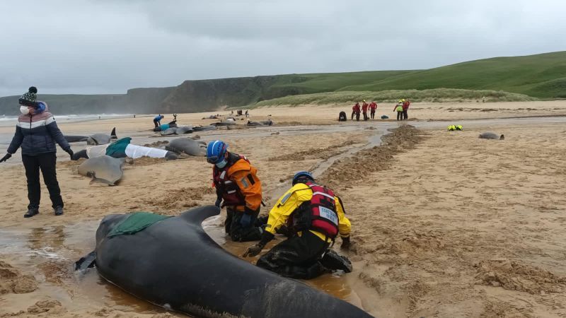 More than 50 pilot whales die after mass stranding on Scottish island