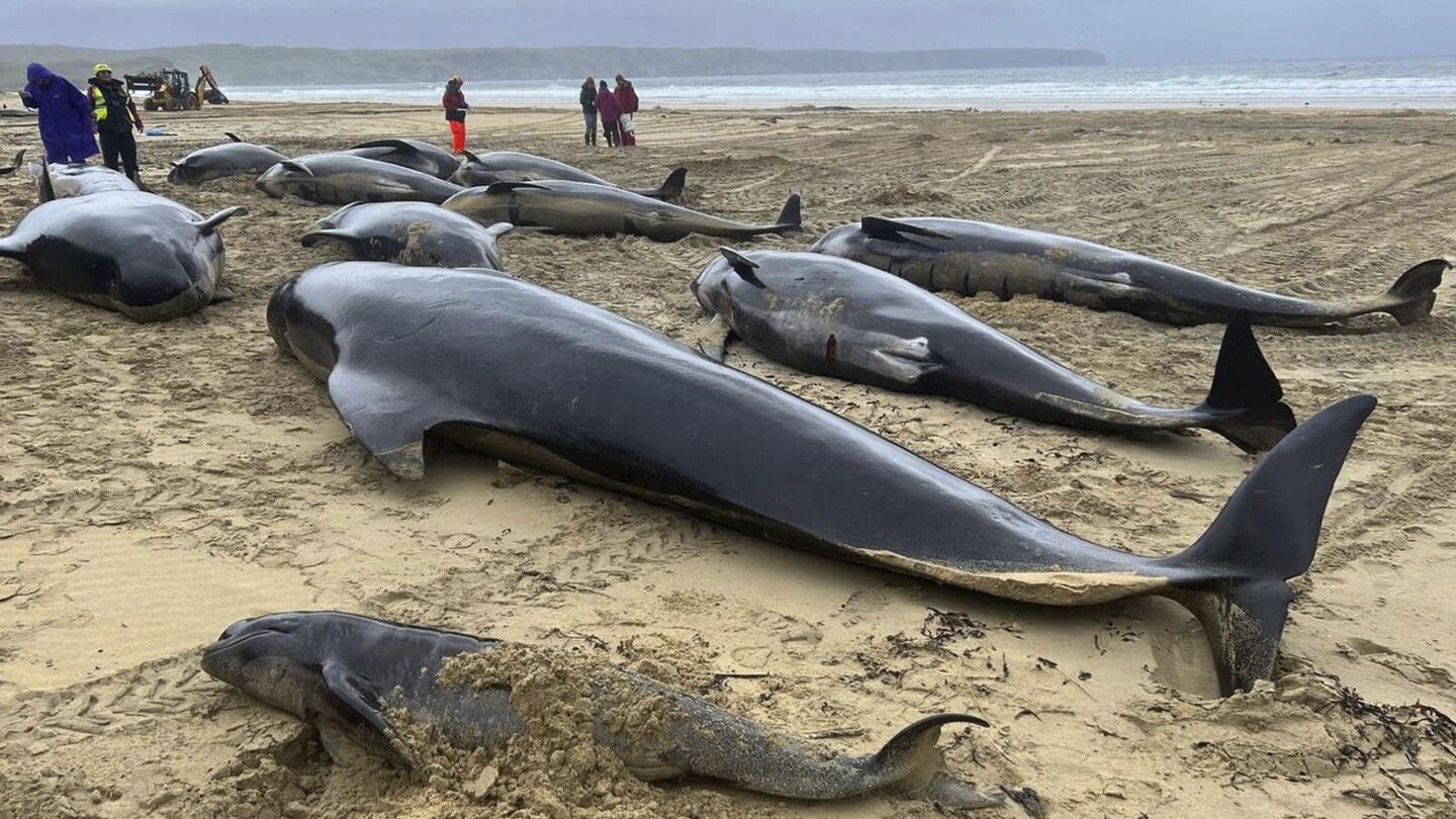 Pod of 55 pilot whales die after being stranded on a beach in Scotland