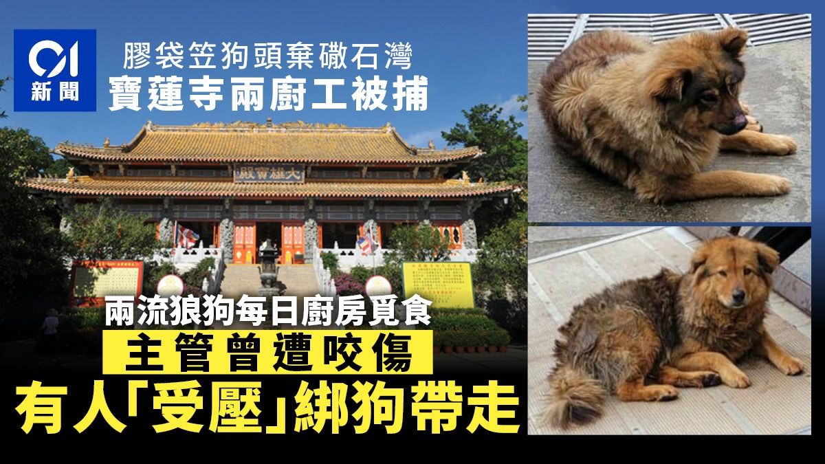 大嶼山寶蓮寺棄狗｜流浪狗廚房覓食咬傷主管 廚師䃟石灣棄狗被捕