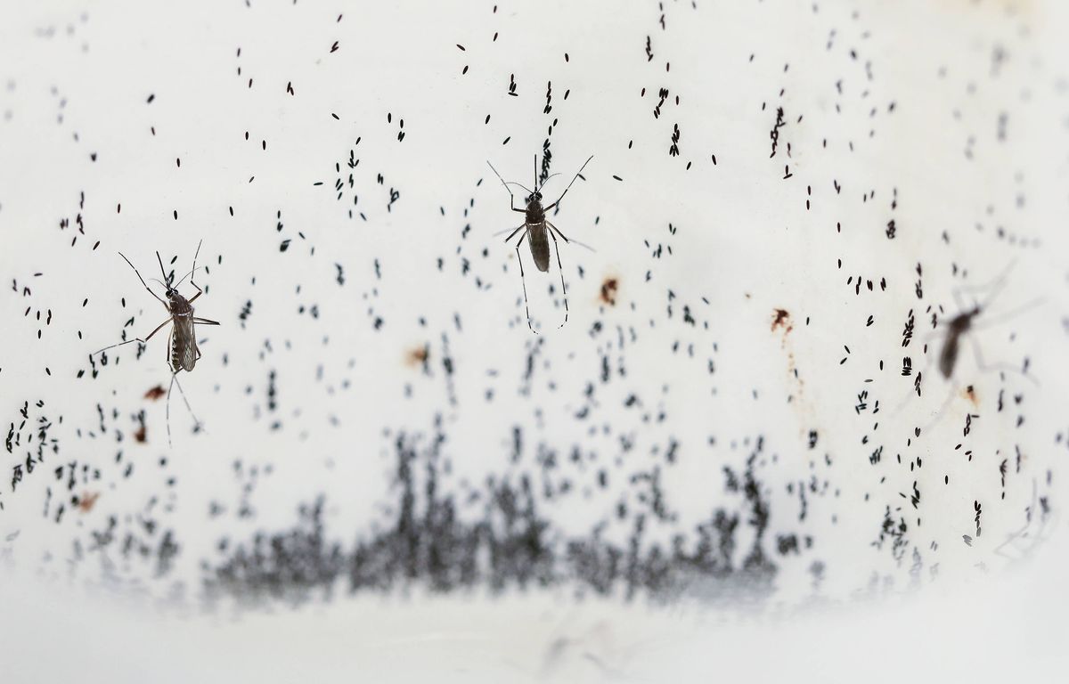 Paris : Un cas autochtone de dengue en région parisienne, une première