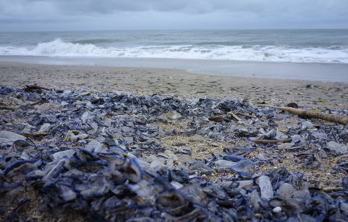 Quand des petites bêtes bleu s'échouent en masse sur les plages du Nord Finistère