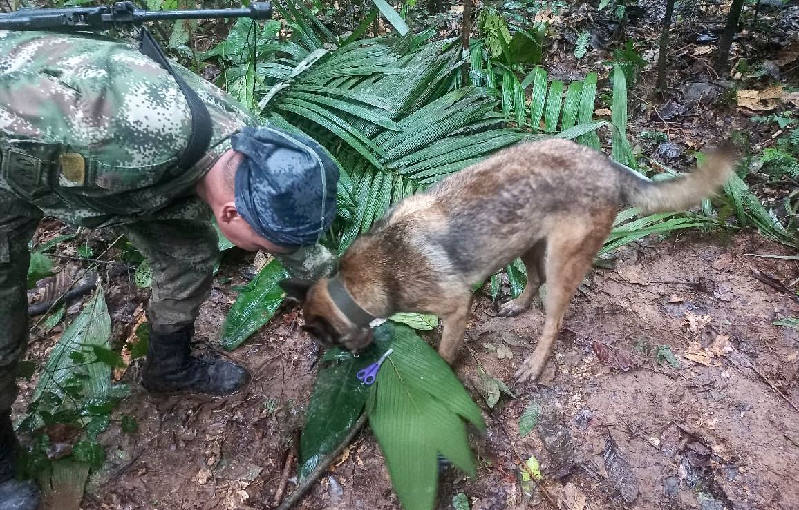 Quatre enfants, dont un bébé, ont survécu seuls 15 jours dans l'Amazonie après un crash