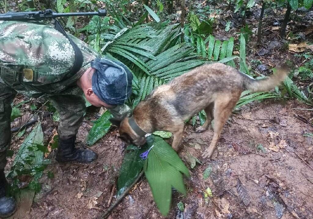 Quatre enfants, dont un bébé, ont survécu seuls plus de 15 jours dans l'Amazonie après le crash de leur avion