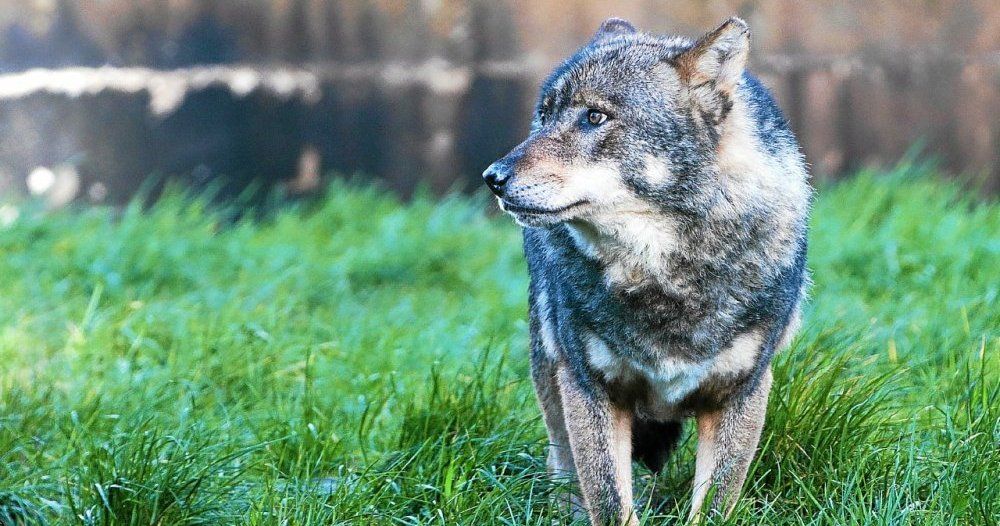 La présence d’un seul loup confirmée dans le Finistère " à ce stade ", 17 attaques recensées