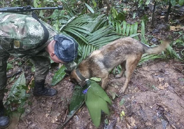 Quatre enfants qui auraient survécu à un crash dans la jungle colombienne sont toujours portés disparus