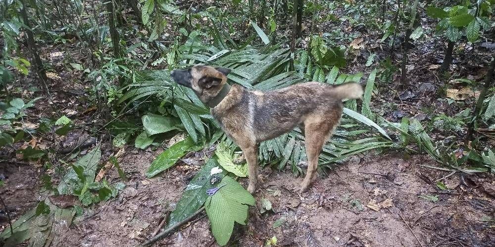 Enfants retrouvés sains et saufs en Amazonie: après l'avoir annoncée, le président colombien dément l'information