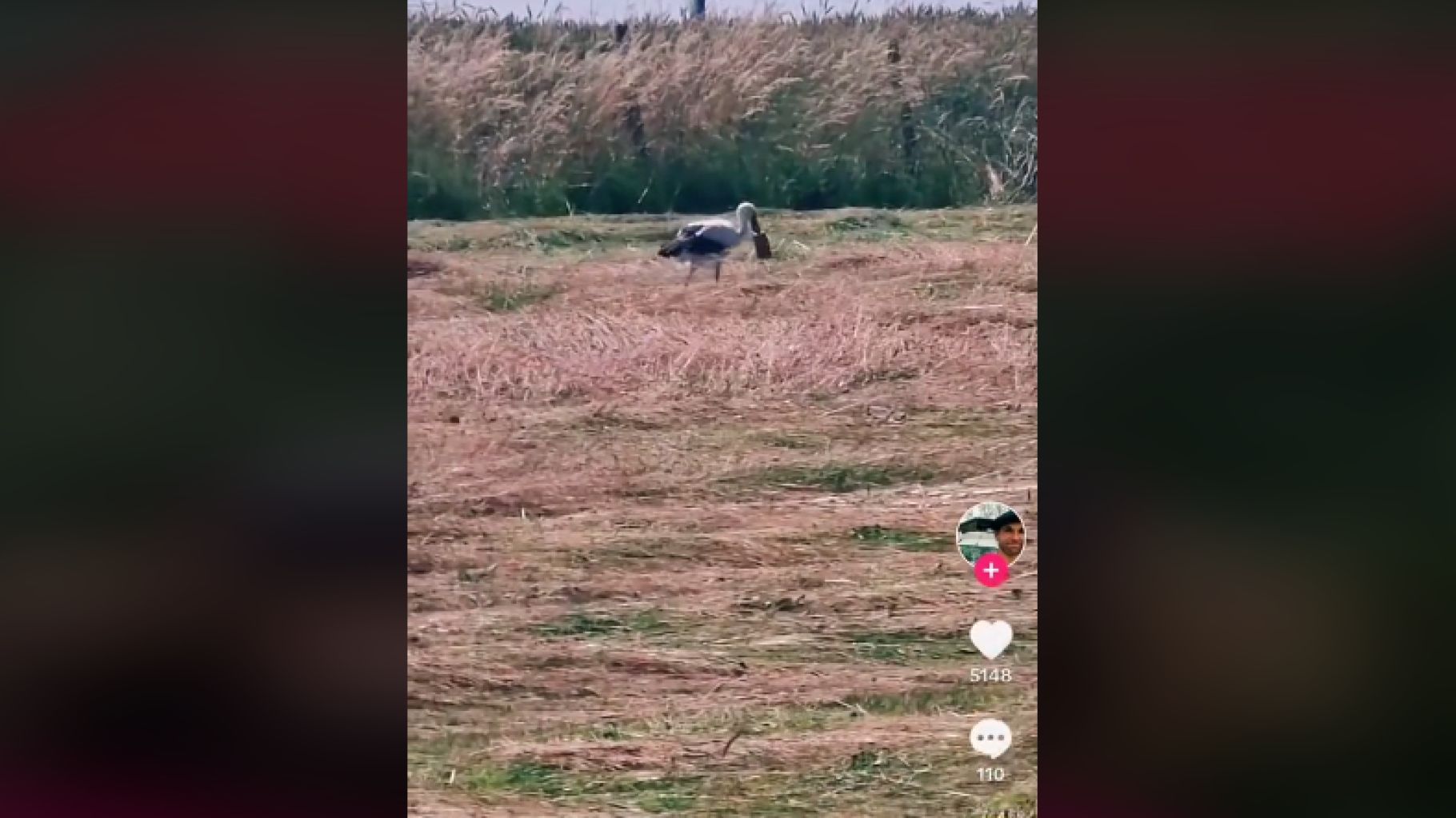 La LPO interpelle Coca-Cola pour sauver cette cigogne de Haute-Saône au bec coincé dans une canette